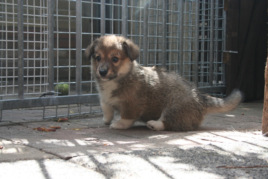 Puppies
